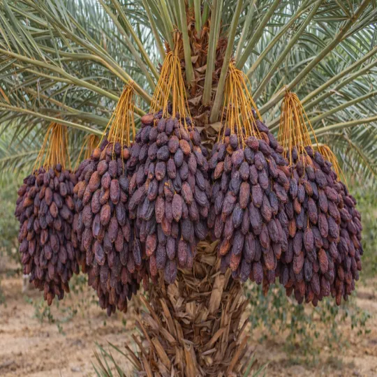 Medjool Dates