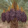 Medjool Dates