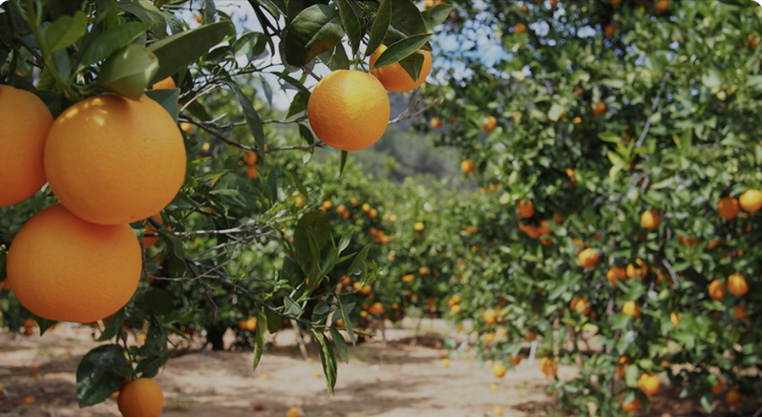 Egyptian Orange: Unique Flavor and Amazing Health Benefits